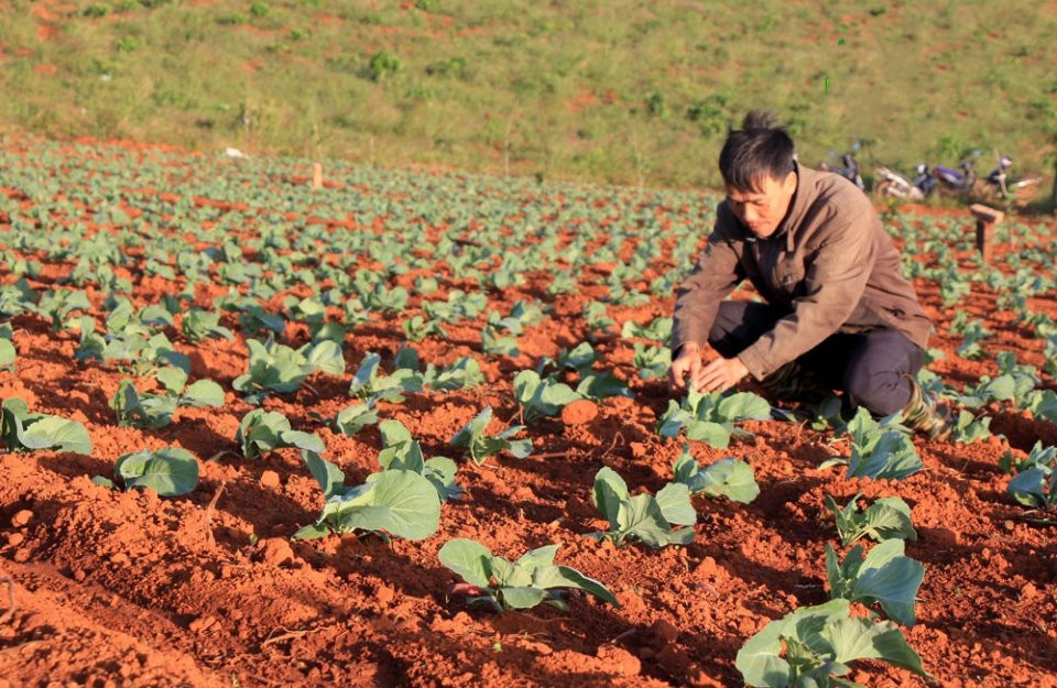 Cây trồng ngắn ngày siêu lợi nhuận